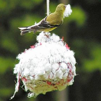 Bird Nesting Materials